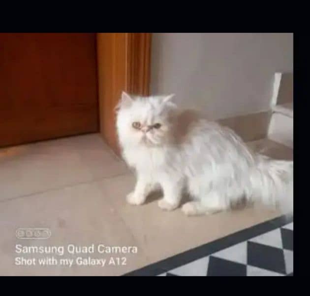 Pikki Face | Tripple coated | white piki Face perisan cat For SALE 1