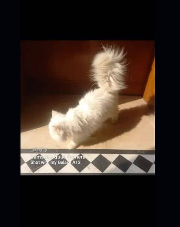 Pikki Face | Tripple coated | white piki Face perisan cat For SALE 2