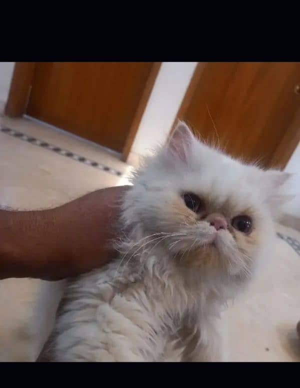 Pikki Face | Tripple coated | white piki Face perisan cat For SALE 3