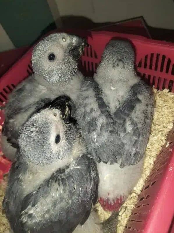 African grey parrot chicks for sale Whatsapp number 0335-1141-179. . 2