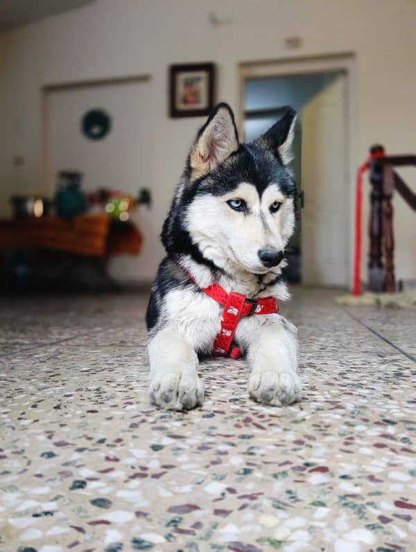 Siberian Husky 5 months old Puppy 4