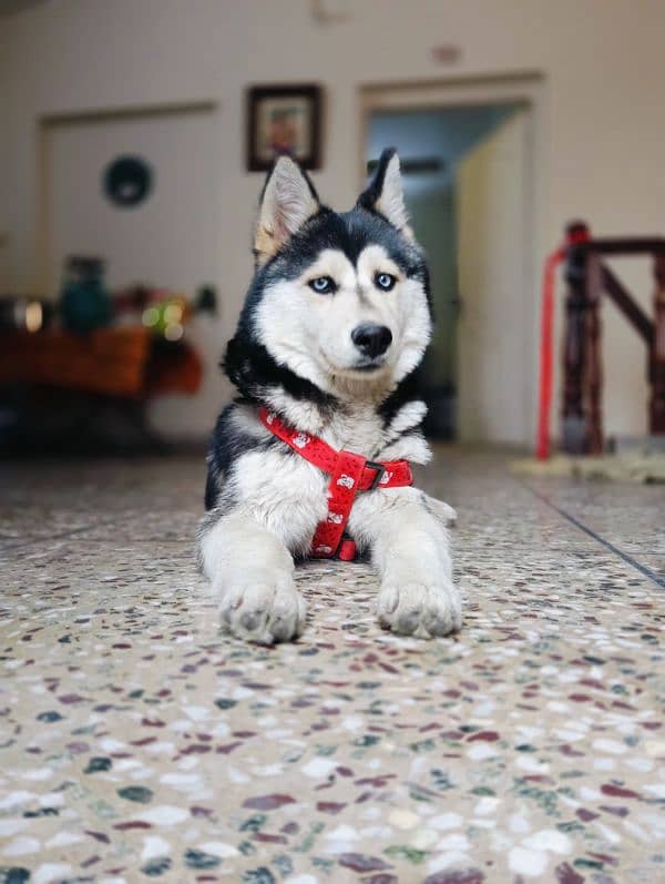 Siberian Husky 5 months old Puppy 5