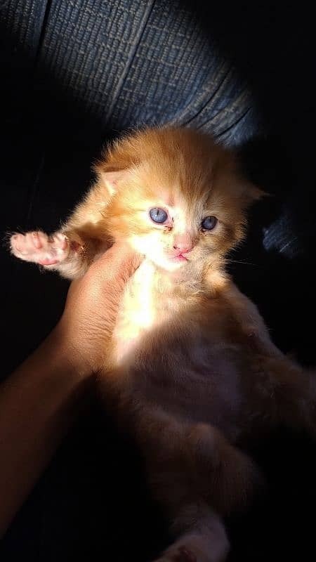 pure Persian male kittens 1