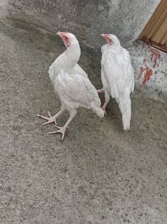 Special white aseel pair