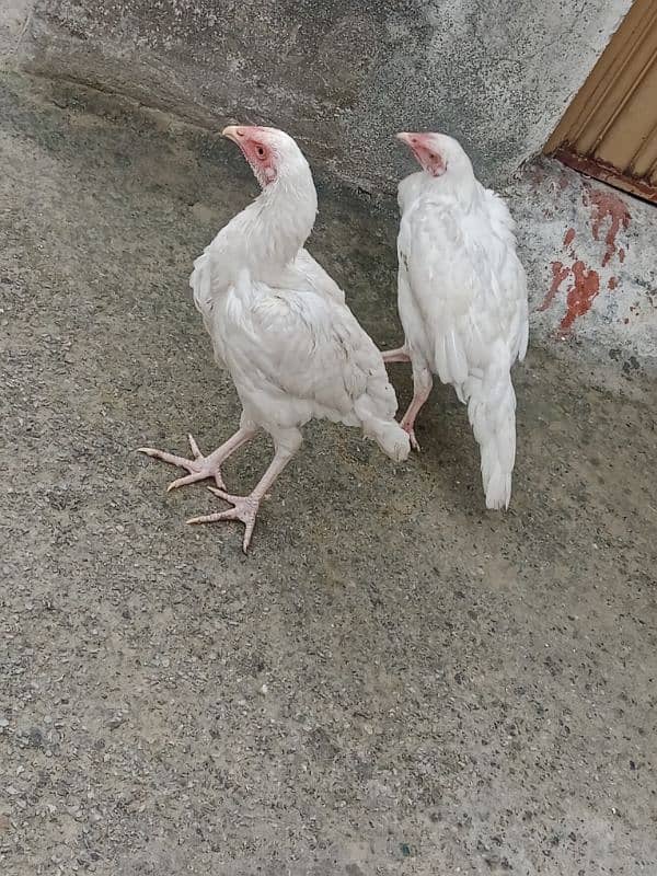 Special white aseel pair 0