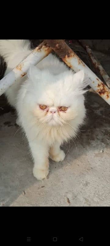 Piki Persian Cat | Pair | tripple coated | Piki Cat FOr Sale 3