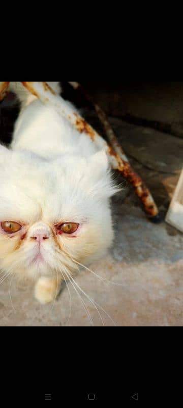 Piki Persian Cat | Pair | tripple coated | Piki Cat FOr Sale 4