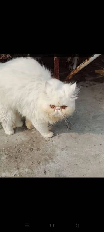 Piki Persian Cat | Pair | tripple coated | Piki Cat FOr Sale 5