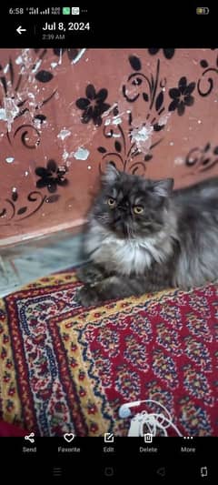 Piki Persian Cat | Pair | tripple coated | Piki Cat FOr Sale