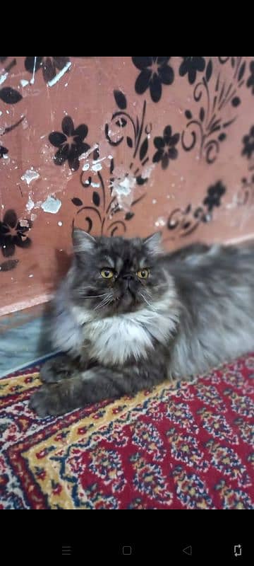 Piki Persian Cat | Pair | tripple coated | Piki Cat FOr Sale 1