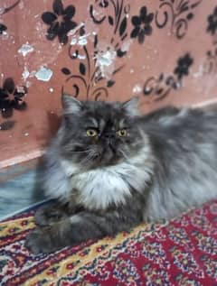 White Persian Cat | Pair | tripple coated | Piki face FOr Sale