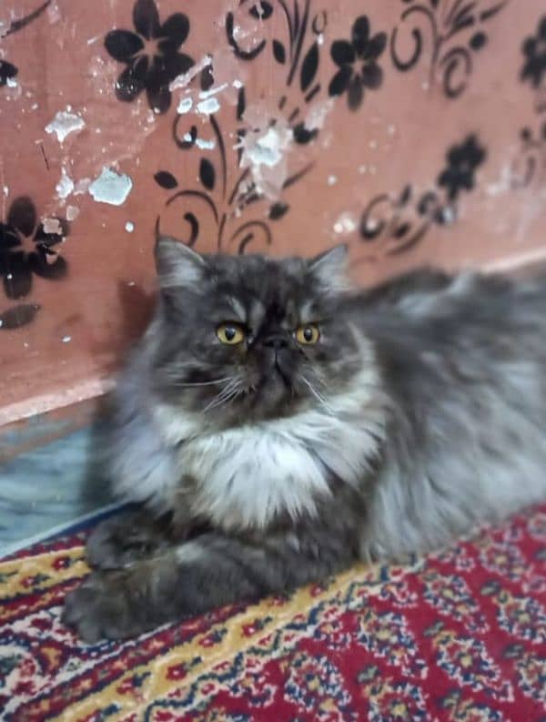 Piki Persian Cat | Pair | tripple coated | Piki Cat FOr Sale 2