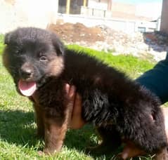 German Shepherd Dabal coat male for sale