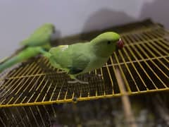 PARROTS/PARROTS FORSALE