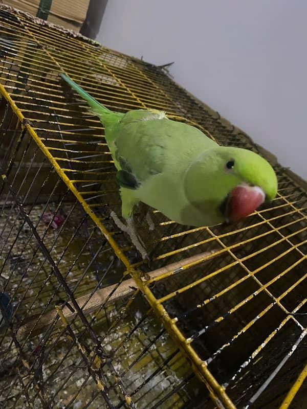 PARROTS/PARROTS FORSALE 1