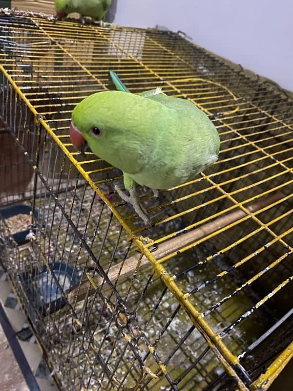 PARROTS/PARROTS FORSALE 2