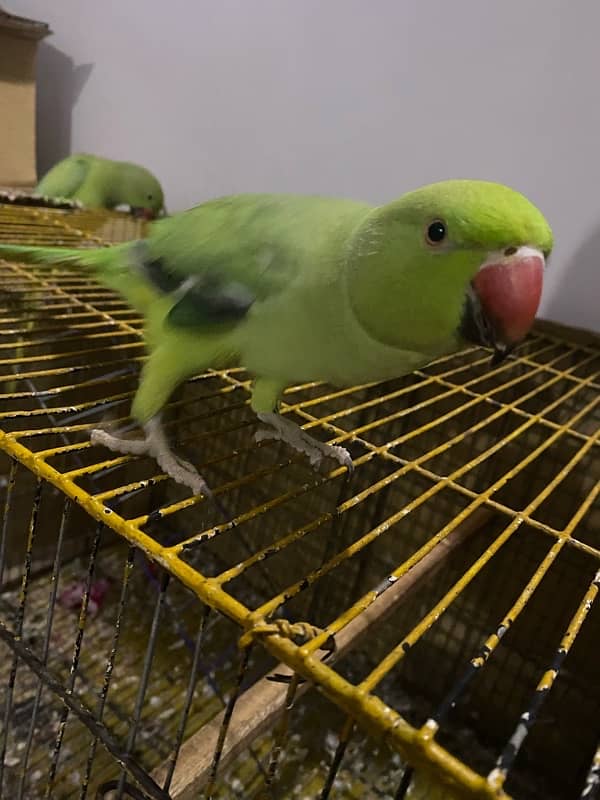 PARROTS/PARROTS FORSALE 4