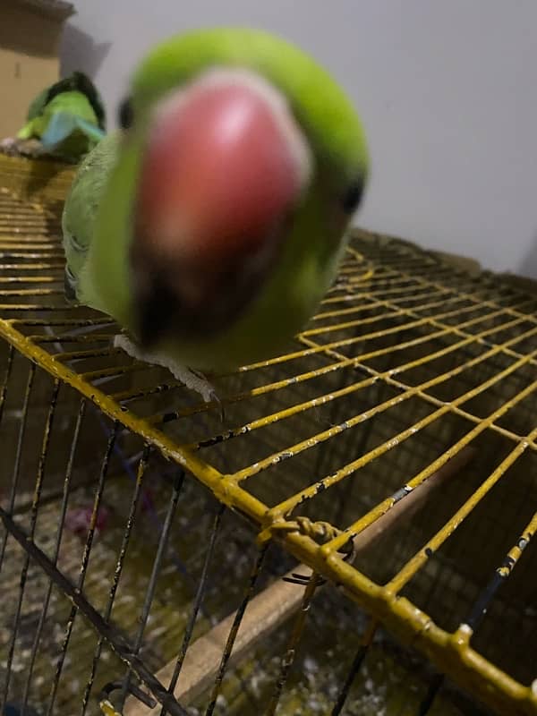 PARROTS/PARROTS FORSALE 6