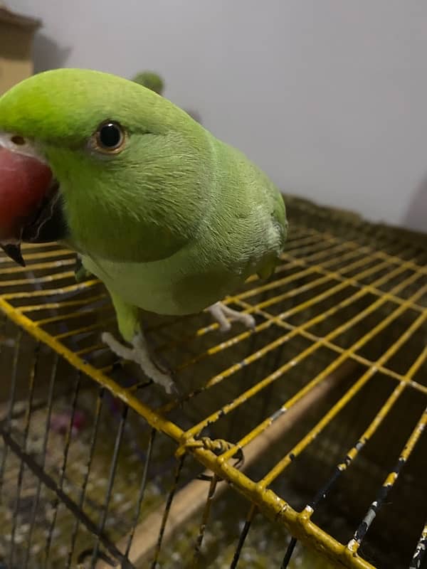 PARROTS/PARROTS FORSALE 7