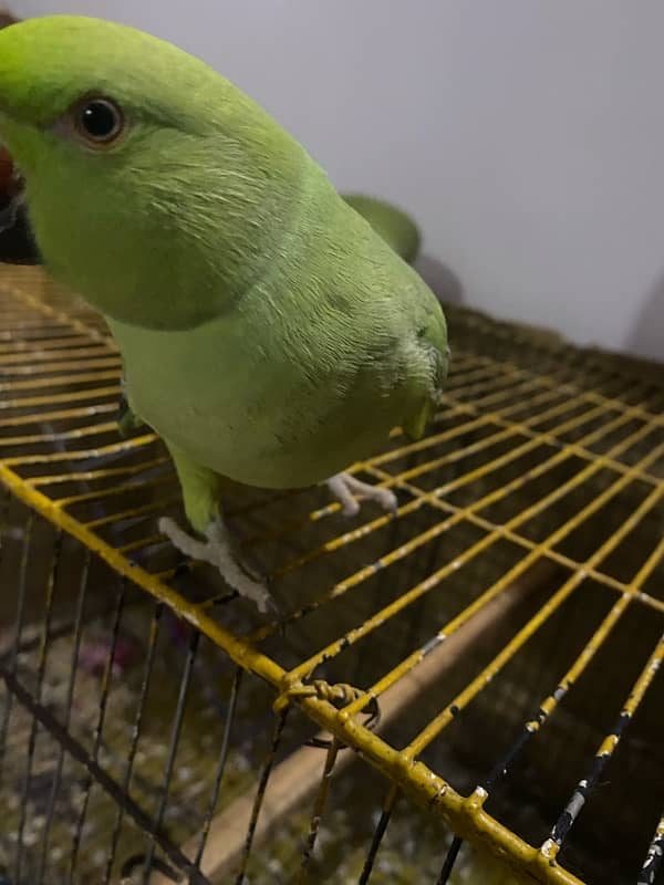 PARROTS/PARROTS FORSALE 8