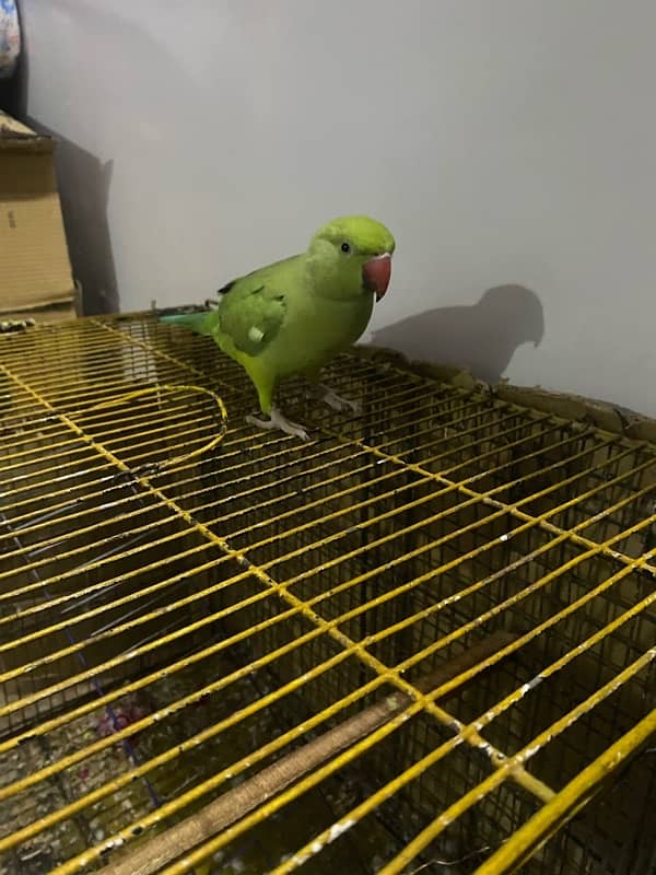 PARROTS/PARROTS FORSALE 9