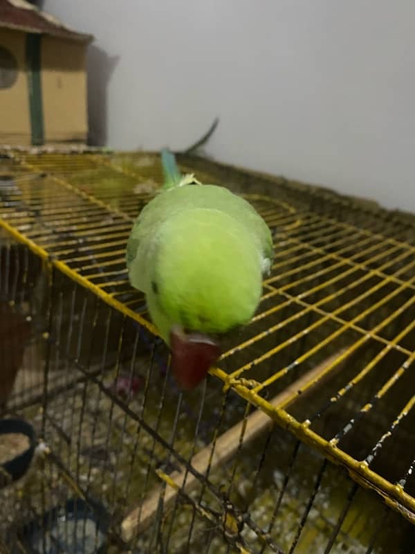 PARROTS/PARROTS FORSALE 10