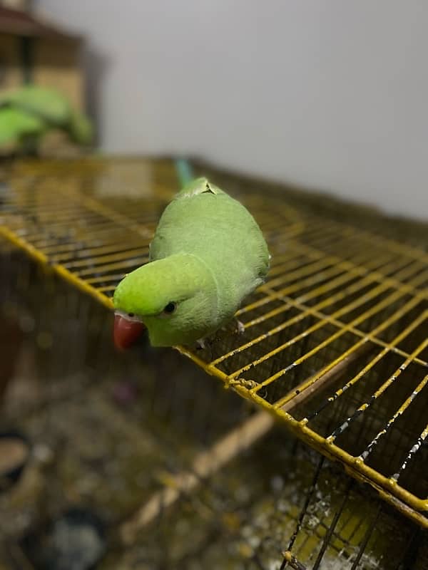 PARROTS/PARROTS FORSALE 11