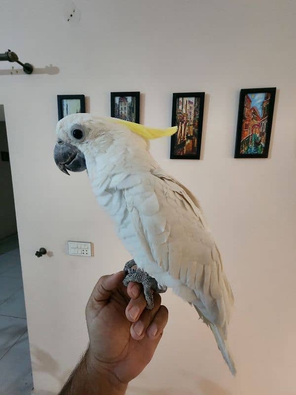 Green Wing Macaw,Brdr Galah,Triton Chic&Breeder Female,Amazon,Red Lory 5