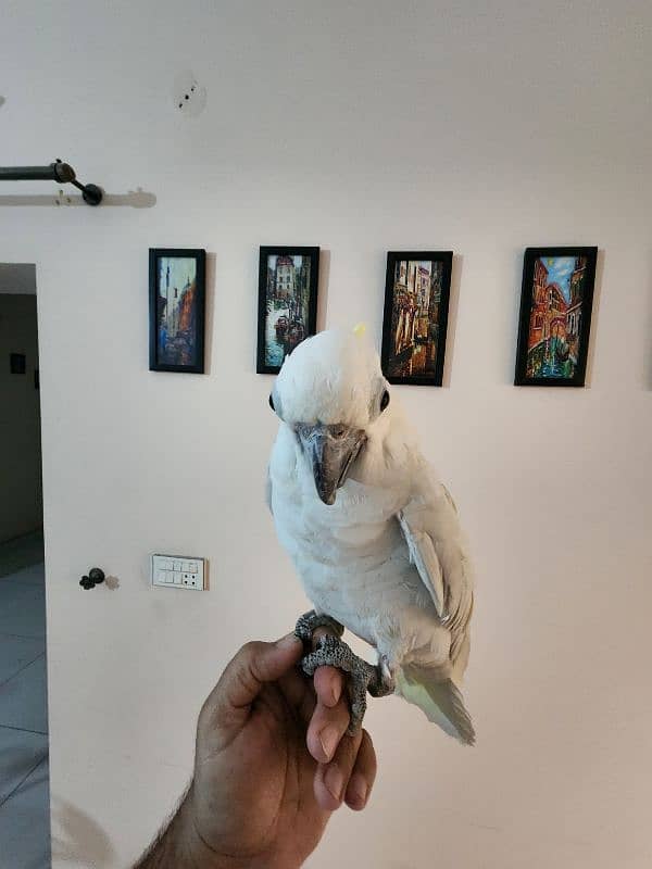Green Wing Macaw,Brdr Galah,Triton Chic&Breeder Female,Amazon,Red Lory 7