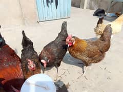 Golden misri Desi hen for sale