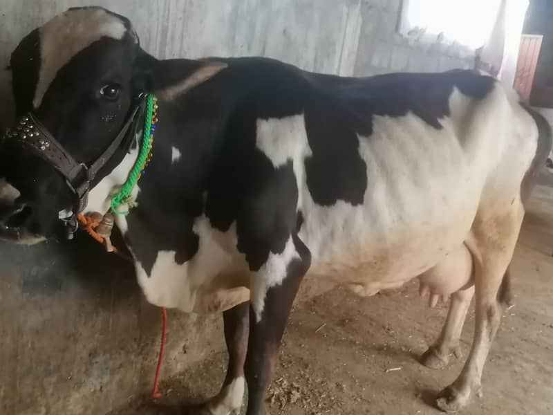 Buffalo / cholastani cross cow / dasi cow / بھینس /cow for sale 2