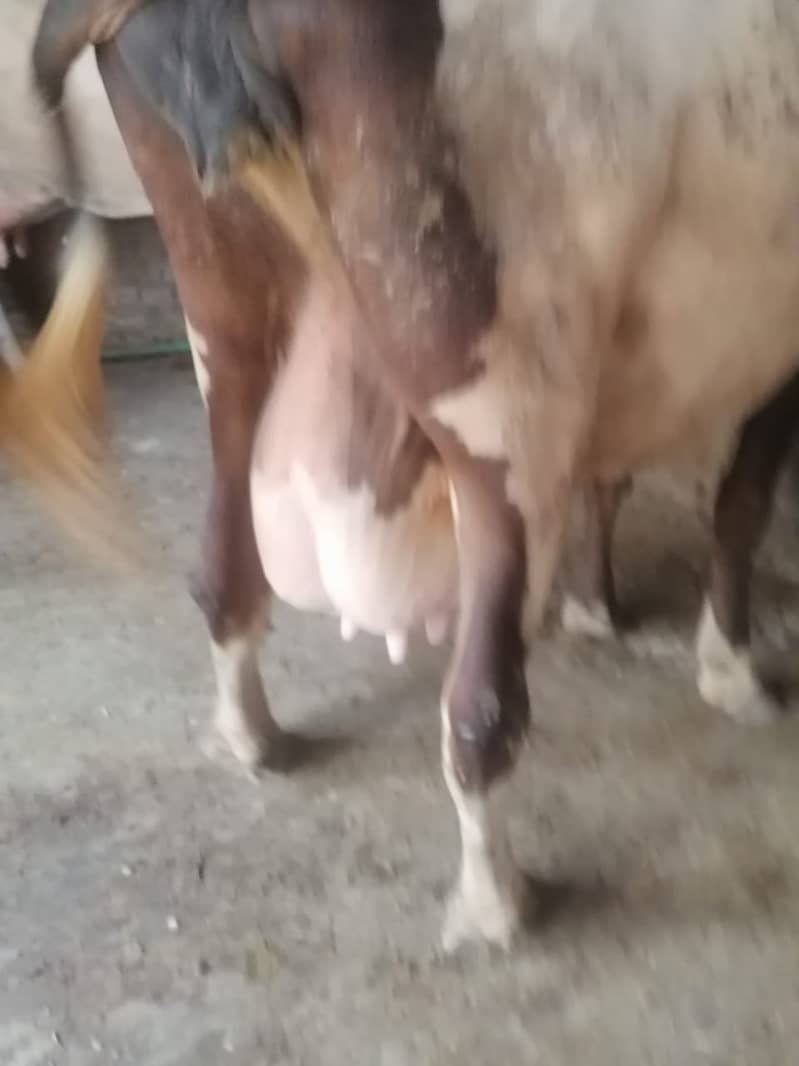 Buffalo / cholastani cross cow / dasi cow / بھینس /cow for sale 3