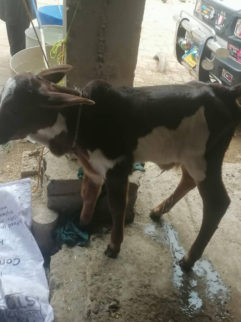 Buffalo / cholastani cross cow / dasi cow / بھینس /cow for sale 4