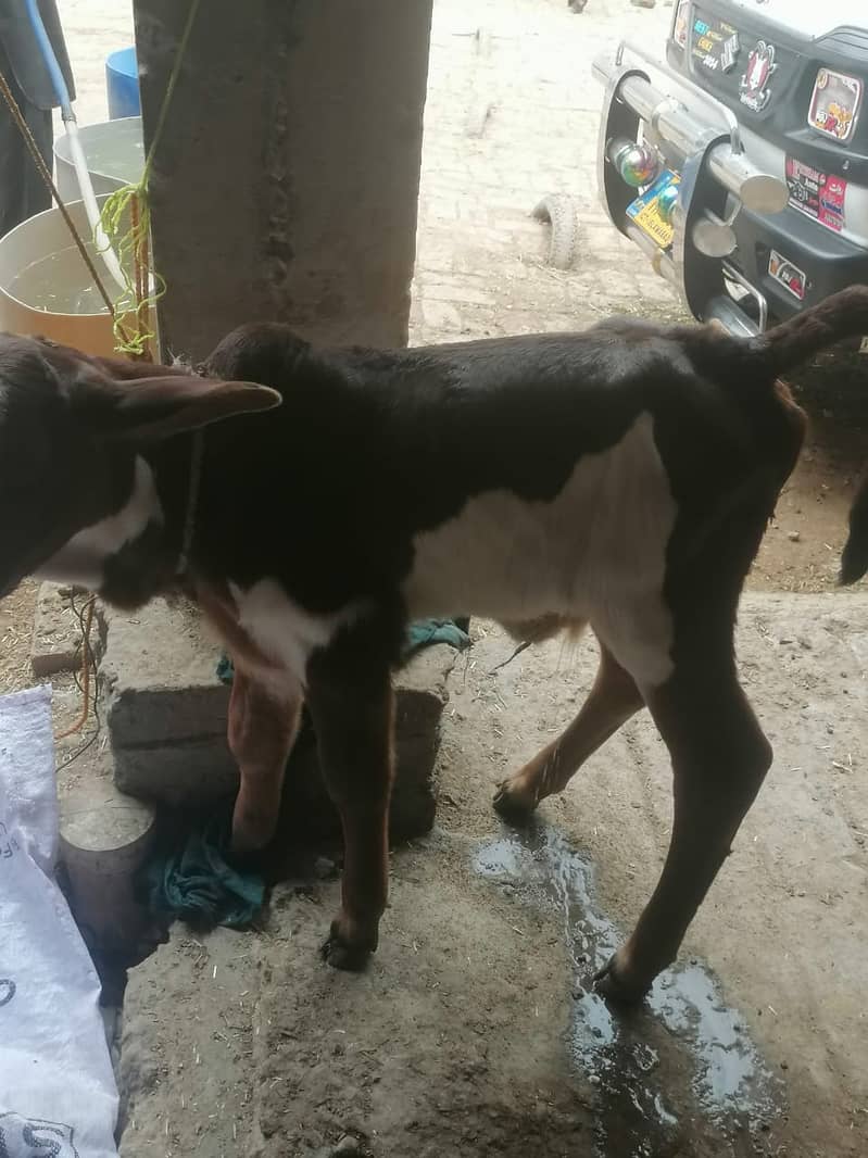 Buffalo / cholastani cross cow / dasi cow / بھینس /cow for sale 5