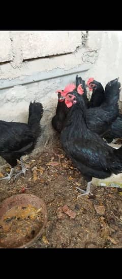 6 Australorp hens