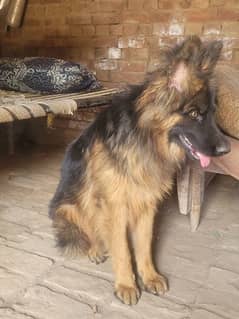 German shepherd long kot pidegree