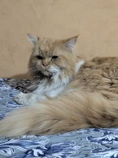 pure punch face Persian male cat