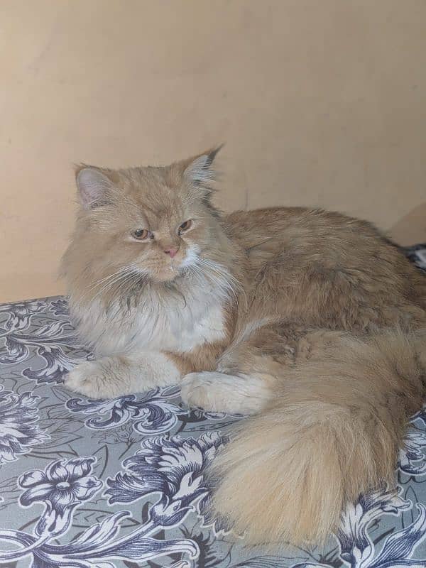 pure punch face Persian male cat 1