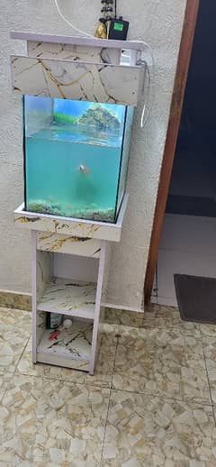 fish aquarium