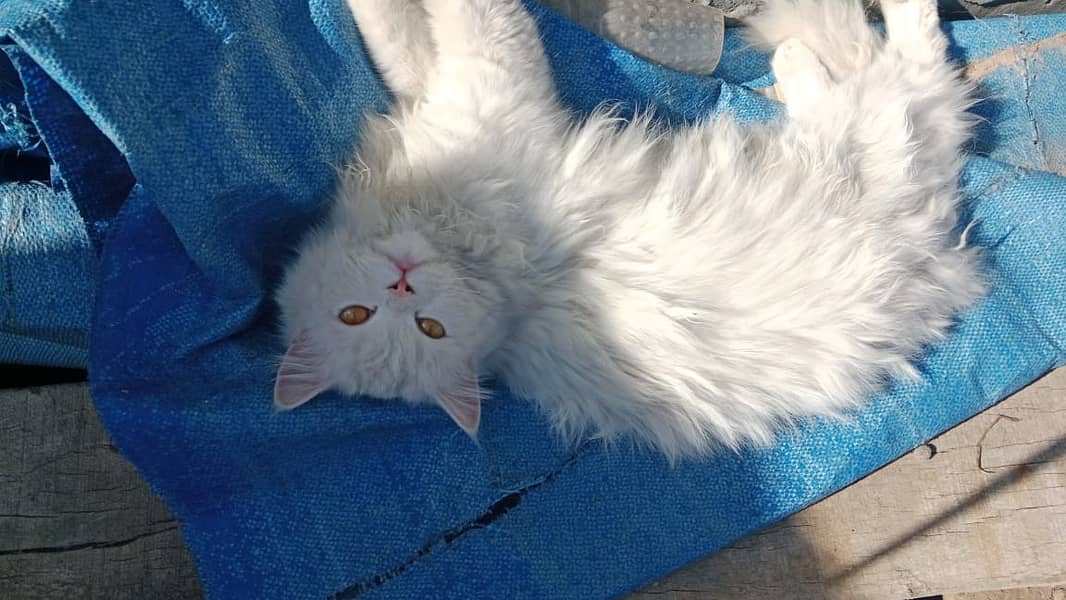 Persian Cat for Sale in Pakistan – Healthy, Purebred & Playful 0