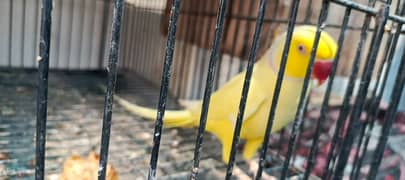 Yellow Ringneck Pair