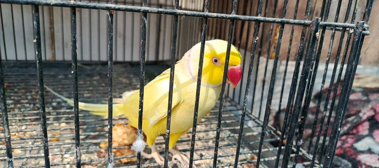 Yellow Ringneck Pair 1