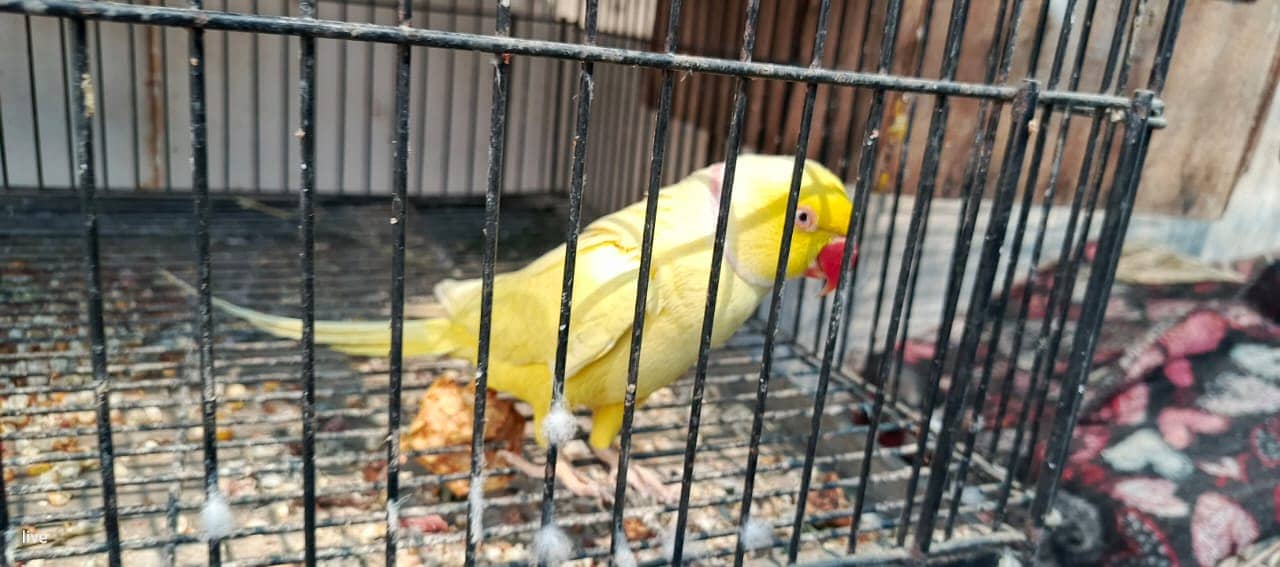 Yellow Ringneck Pair 2