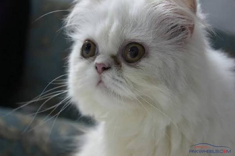 Snowbell 2