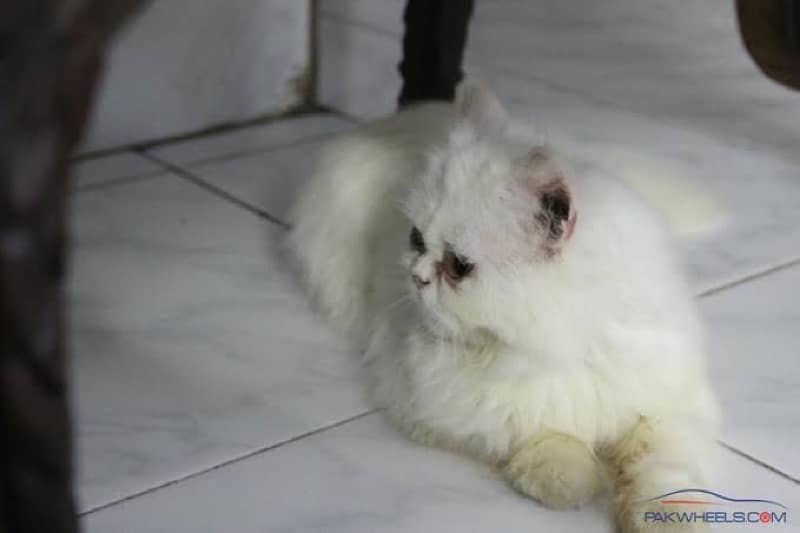 Snowbell 3