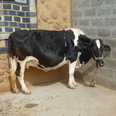 Cow