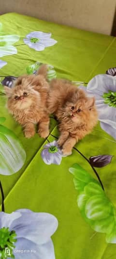 Persian kittens Available Whatsapp number03249164526