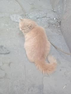 Persian cat caramel colour cat