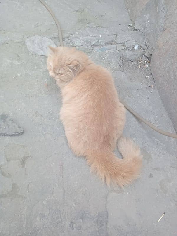 Persian cat caramel colour cat 0