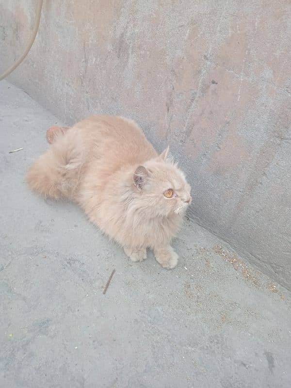 Persian cat caramel colour cat 4